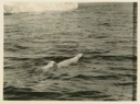 Image of Polar Bear and Cub Swimming